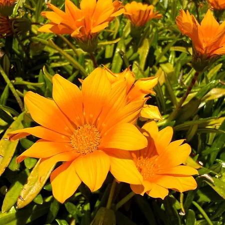 Paradisos Archangelos *